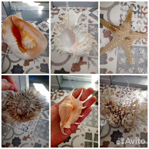 Ракушки и кораллы