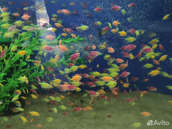 Аквариум на рыба оптом и в розницу