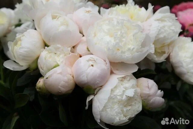 Пион Princess Bride