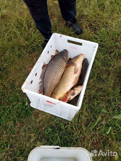 Живая рыба карп