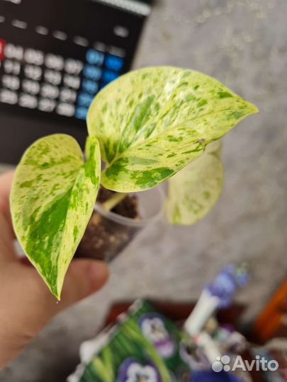 Сциндапсус эпипремнум 7 сортов,пеперомии3 сорта
