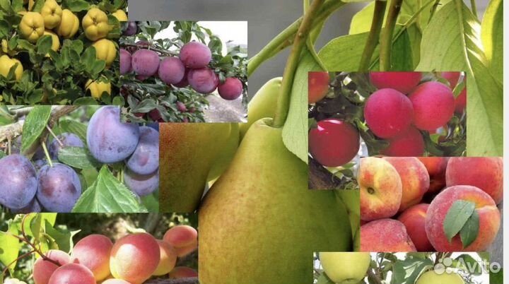 Плодовые деревья и саженцы
