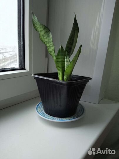 Сансевиерия : Тещин язык