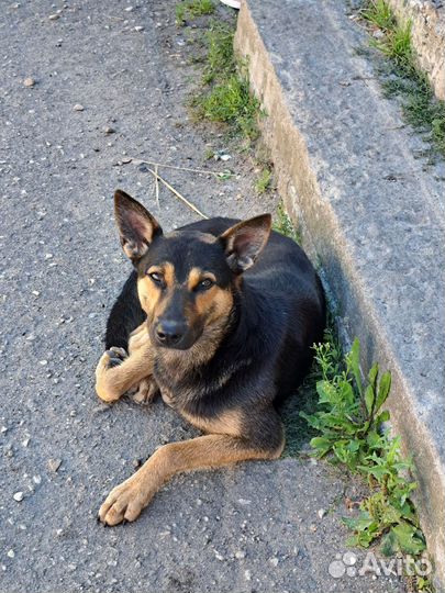 Собачки в добрые руки