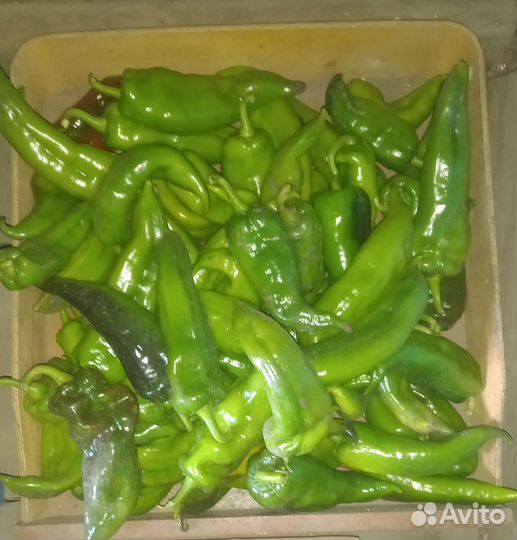 Перец болгарский домашний