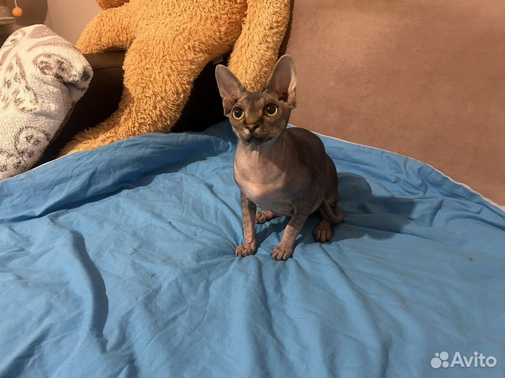 Котик на вязку