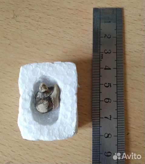 Окаменелость шаманский камень