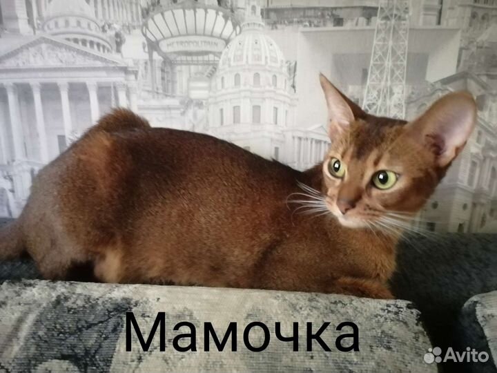 Кошки