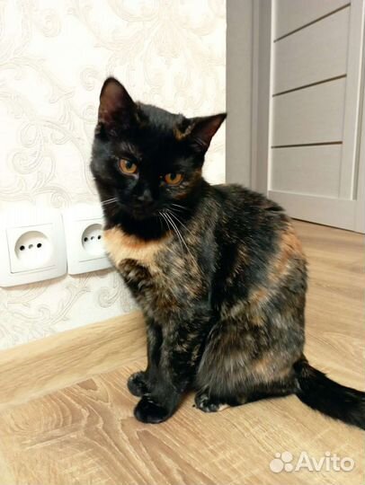 Котенок Лия девочка метис шотландки 10мес привита