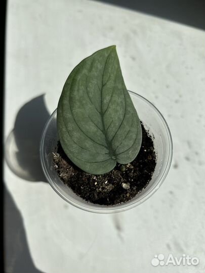 Сциндапсус sp