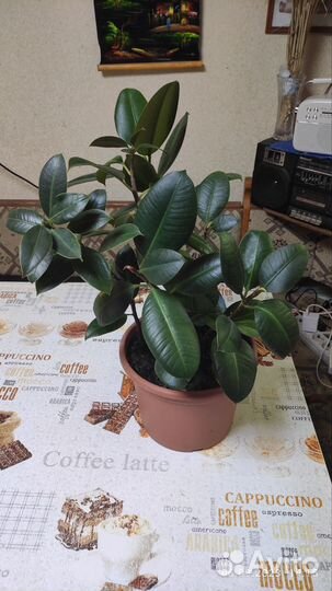 Комнатные цветы