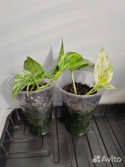 Сингониум imperial вайт, Калатея Лубберса