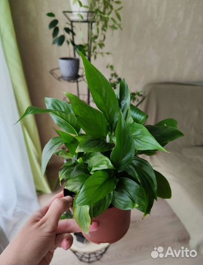 Спатифиллум женское счастье