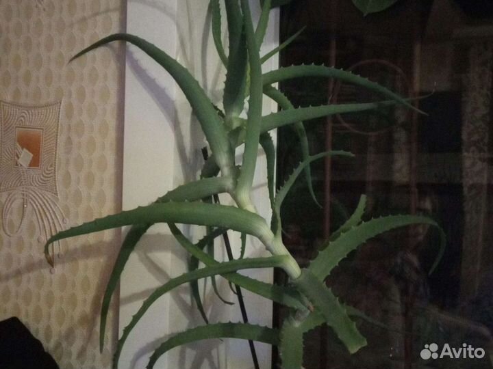 Алоэ столетник