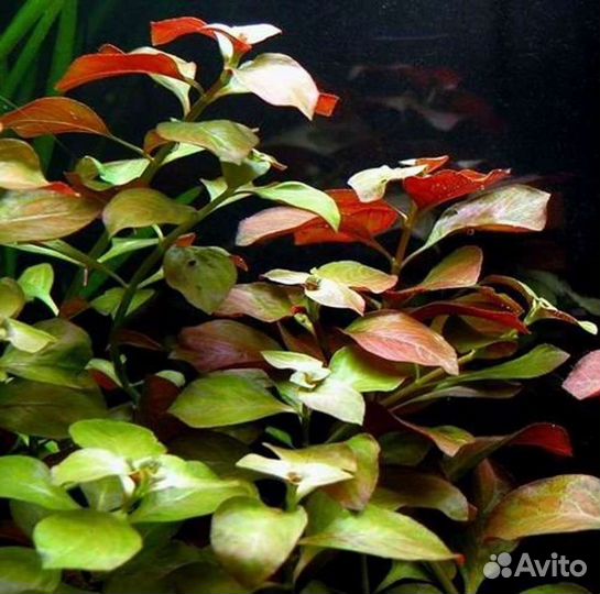 Растения для аквариума