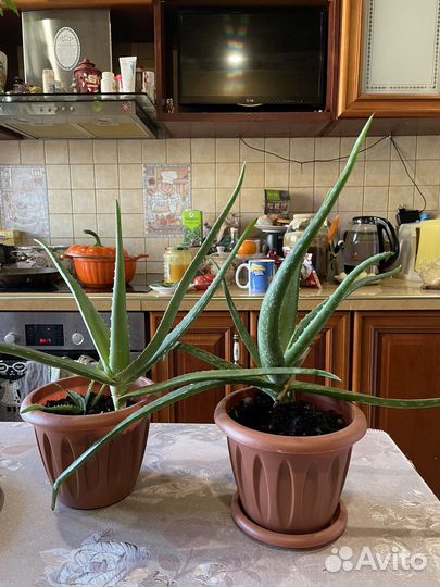 Алоэ Вера Барбаденсис