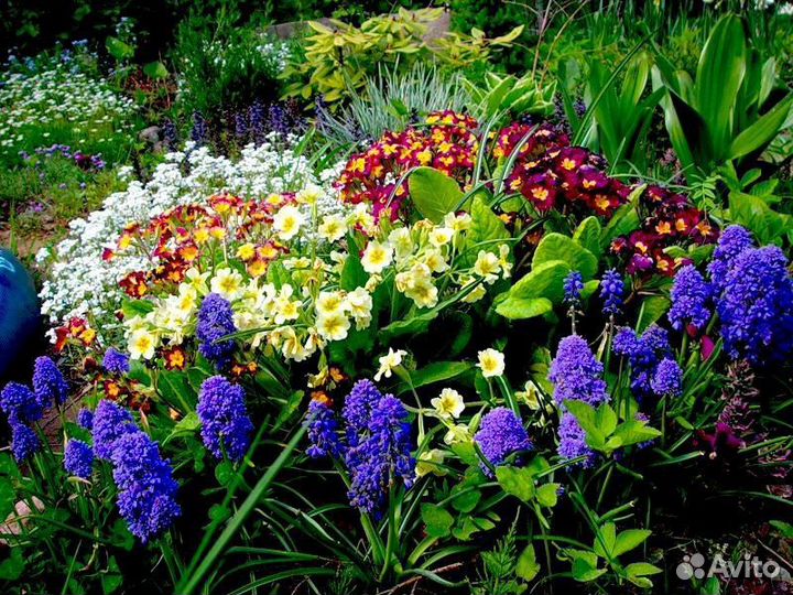 Многолетние цветы для сада