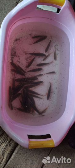 Карась живой