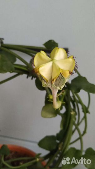 Церопегия сандерсона