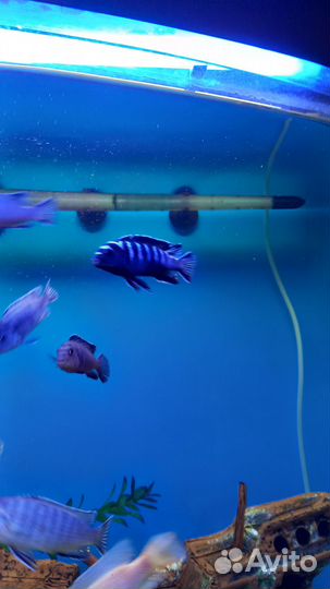 Цихлиды Малави (мальки)