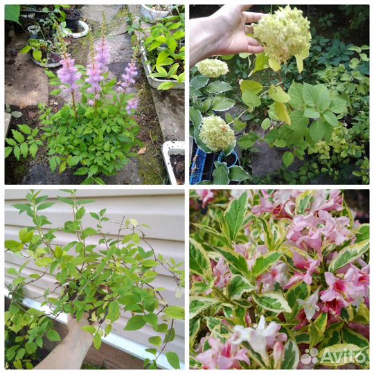 Вейгелла, садовый жасмин, астильба