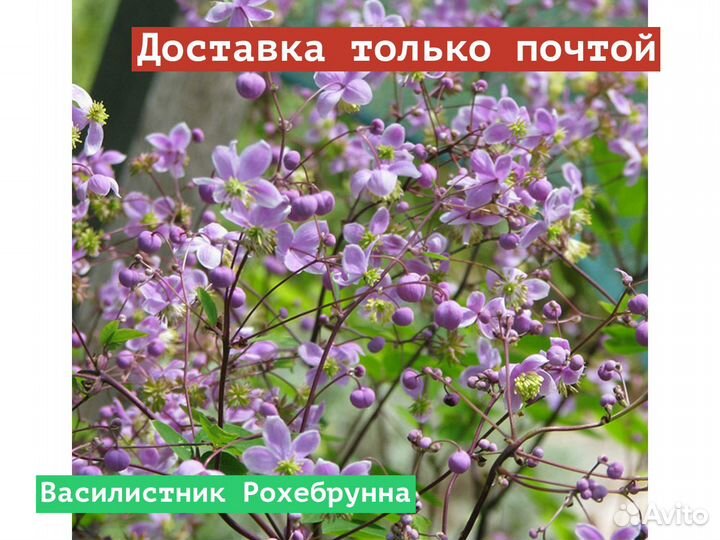 Василистник Рохебрунна