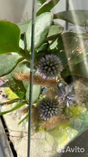 Флорариум в подарок для преподавателя