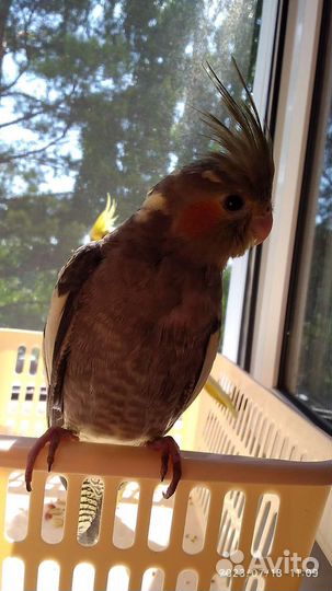 Птенец корелла