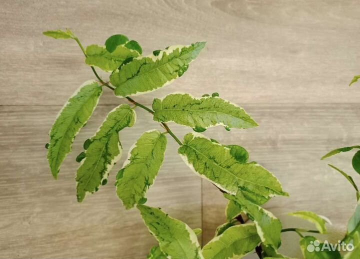 Фикус сагитата