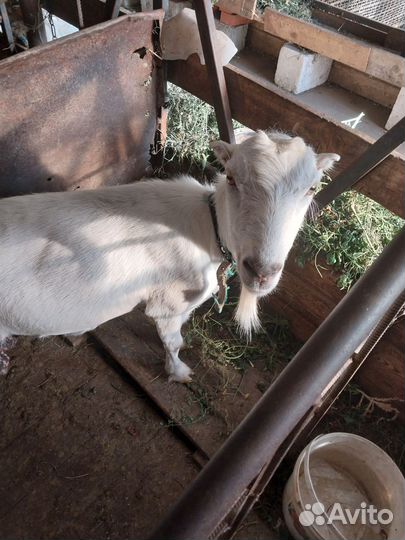 Козочка,коза дойная