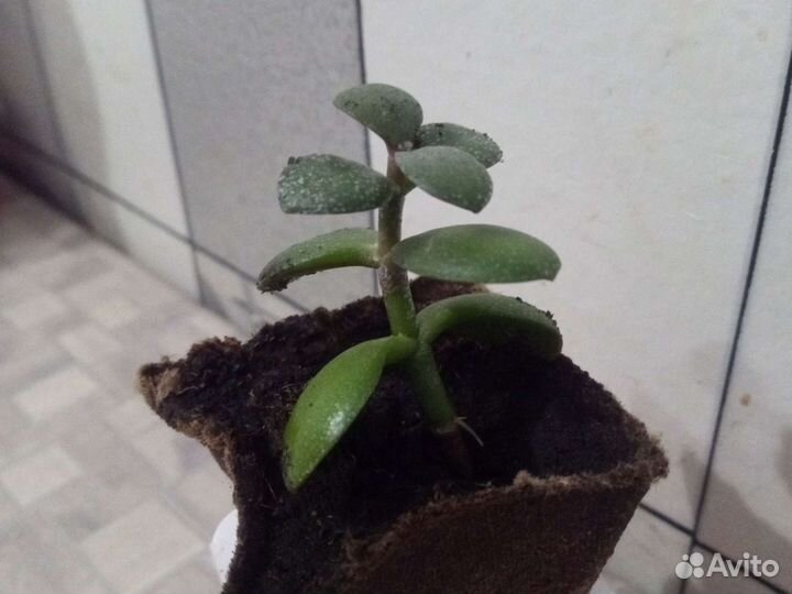 Толстянка,Колонхоэ