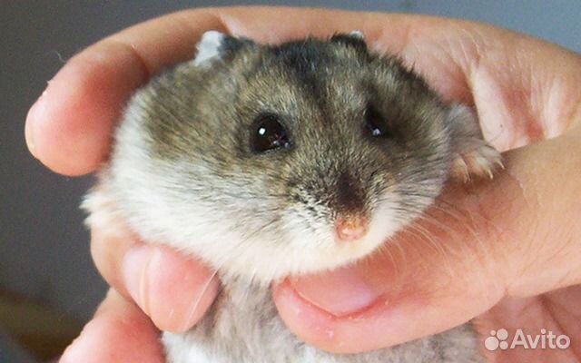 Крысы, джунгарские и сирийские хомяки