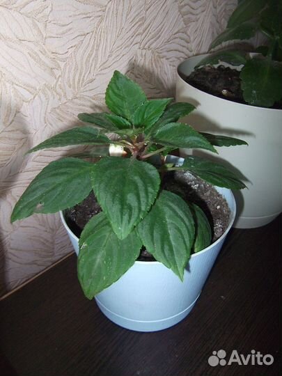 Бальзамин или Ванька мокрый