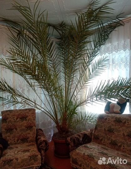 Финиковая пальма