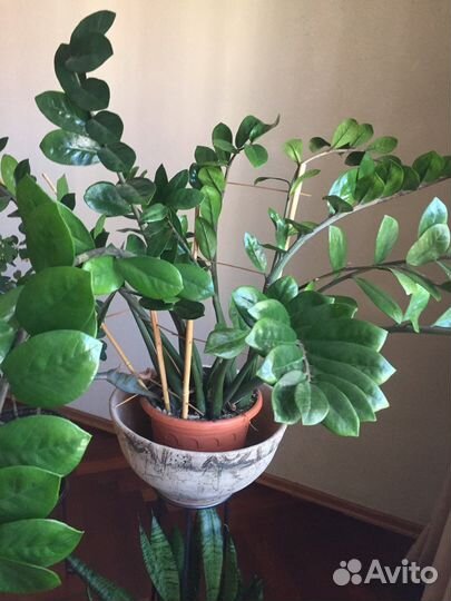 Продам цветы комнатные