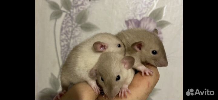 Крысята Дамбо Агути с клеткой