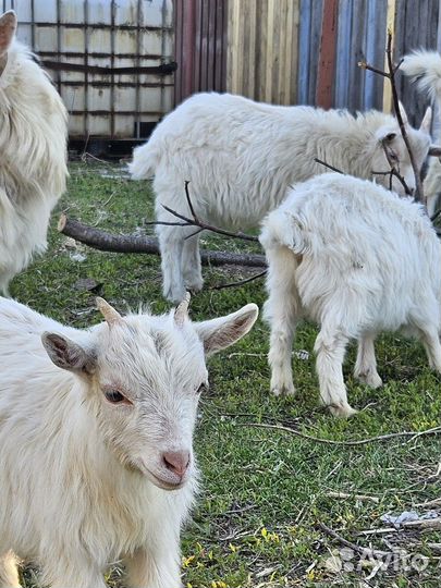 Козлята