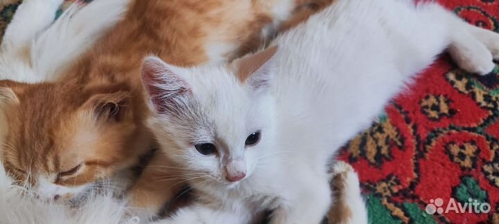 Шатланские вислоухие котята