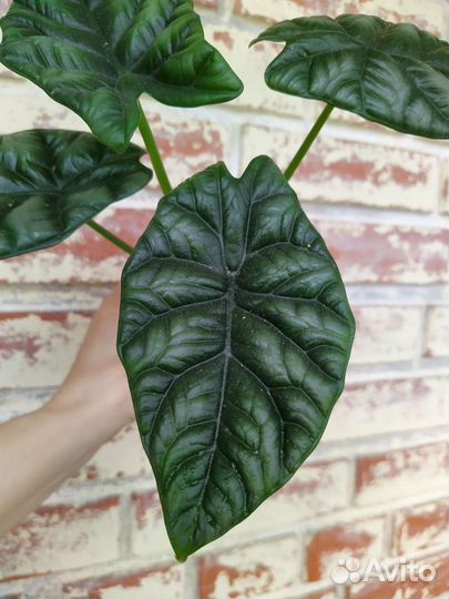 Алоказия Синуата