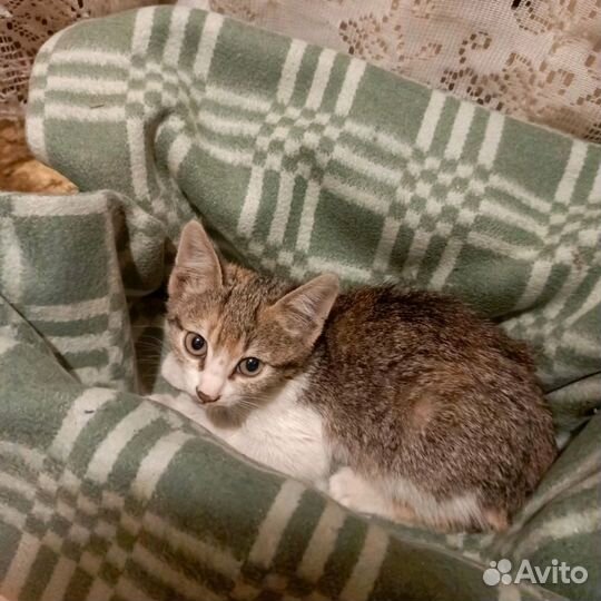 Котёнок в добрые руки