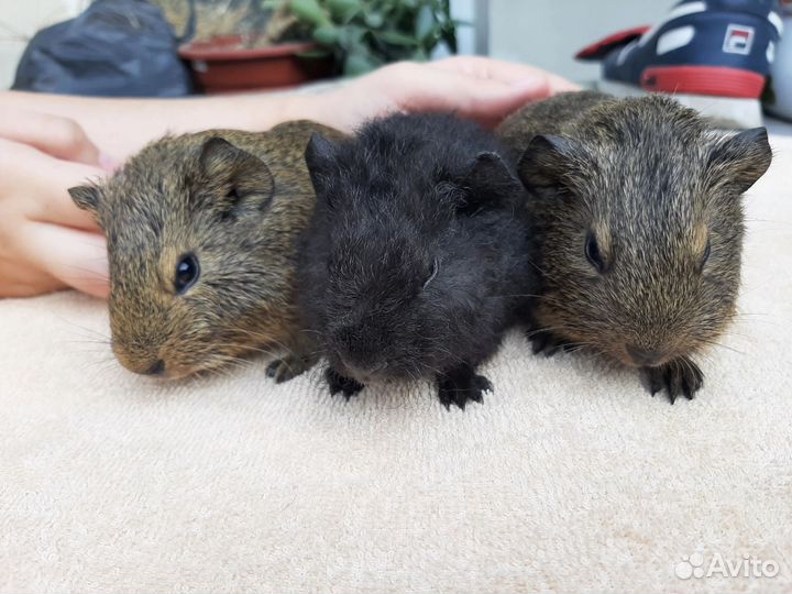 Морские свинки американский тедди