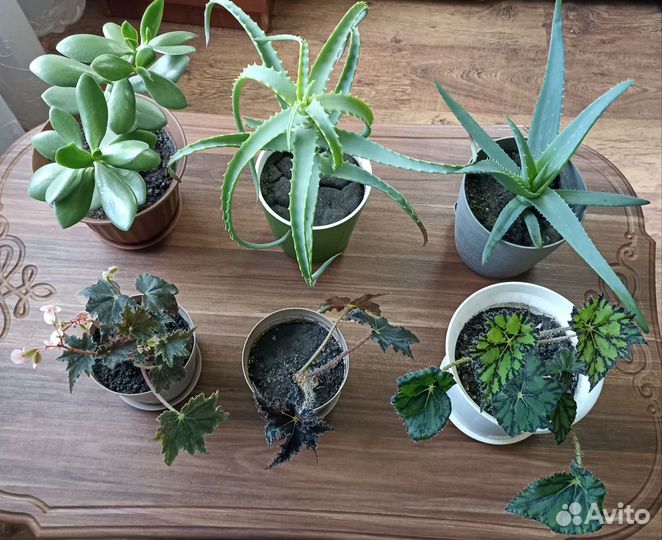 Комнатные растения цветы