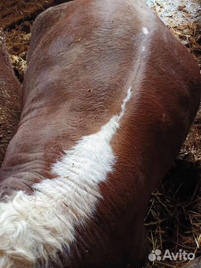 Быки на мясо