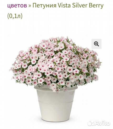 Вегетативная петуния Vista Silver Berry