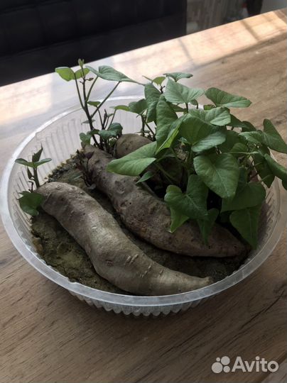 Батат рассада