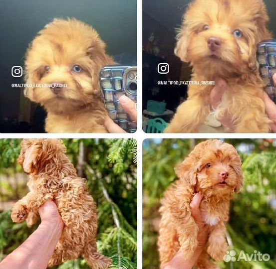 Малтипульти