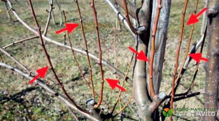 Обрезка деревьев, кустарников