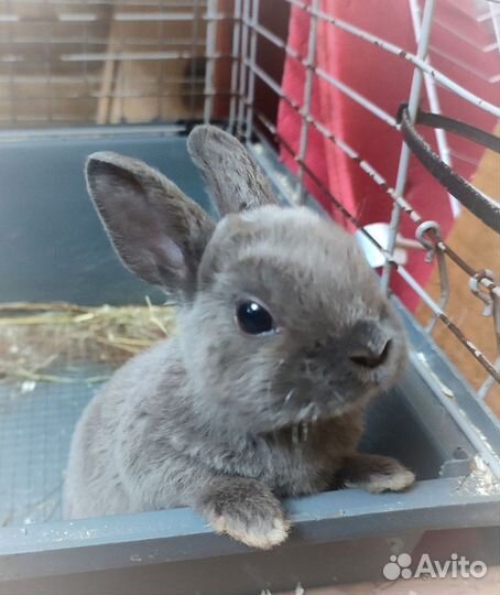 Декоративные кролики