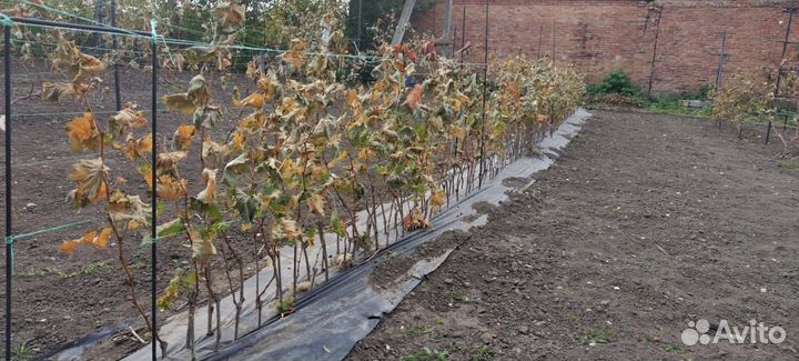 Саженцы винограда