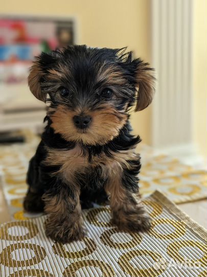 Щенок мальчик 2 мес хороший Йоркширский терьер